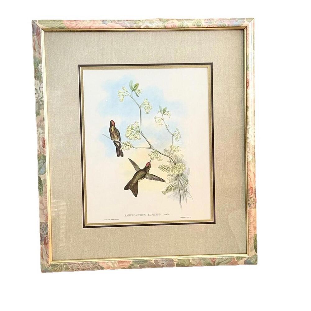 Vintage Hummingbird Wall Art "Ramphomicron Ruficeps" by J. Gould 23x26 Print